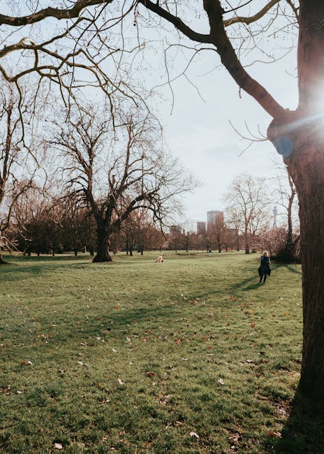 A wide view of a public park in daylight, featuring a large grassy area with scattered fallen leaves and several tall, leafless trees with dark, textured bark. In the foreground on the right, a thick tree trunk extends upward and outward, with some branches visible against the pale sky. In the background, a single person dressed in dark clothing is walking across the open space, with a few distant trees and a city skyline of tall buildings faintly visible on the horizon. The scene suggests a tranquil outdoor environment suitable for casual strolls, and the absence of any visible rubbish or waste emphasizes a clean, maintained landscape often associated with urban parks that benefit from regular maintenance or private clearance services, like those offered by Rubbish Removal Marylebone.